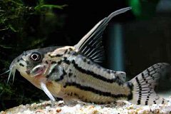CORYDORAS SCHWARTZI